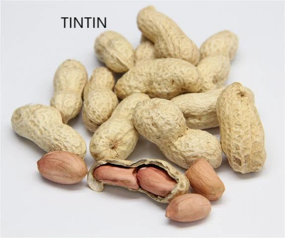Venda quente de boa qualidade e baixo preço amendoim chinês com casca